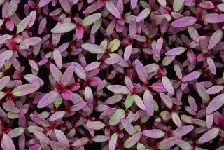 Amaranth