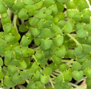 Basil