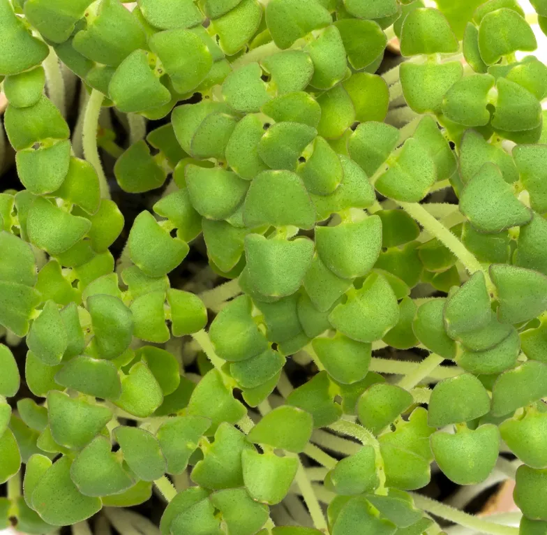 Basil