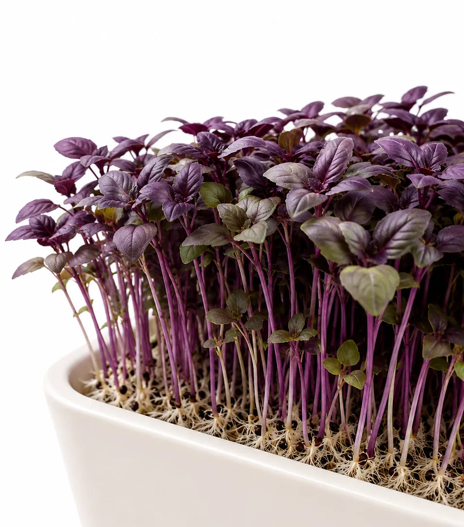 Basil microgreens