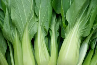 Bok Choy
