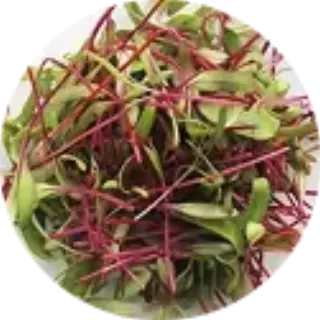 Bulls Blood Beet