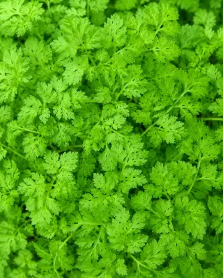 Chervil