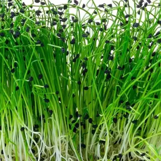 Chives
