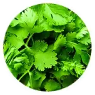 Coriander