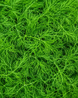 Dill