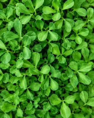 Fenugreek