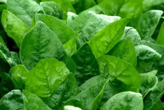 Lettuce