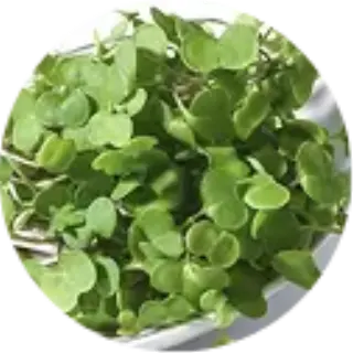 Kale