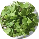 Kale