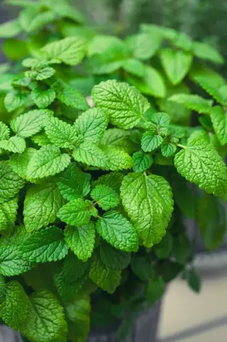 Lemon Balm