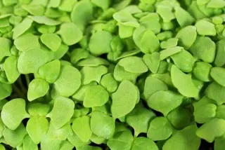 Lemon Basil