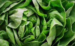 Lettuce