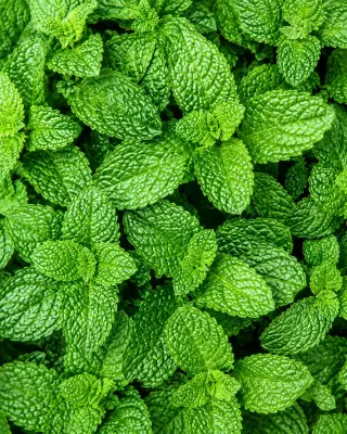 Mint