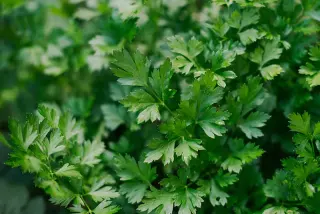 Parsley