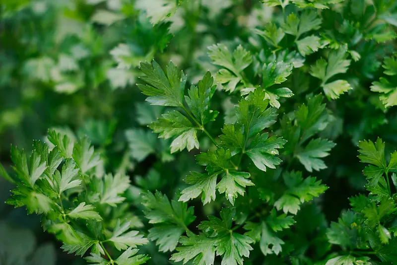 Parsley