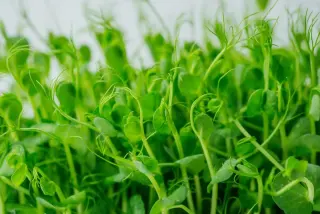 Pea Shoots