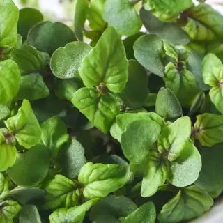Perilla
