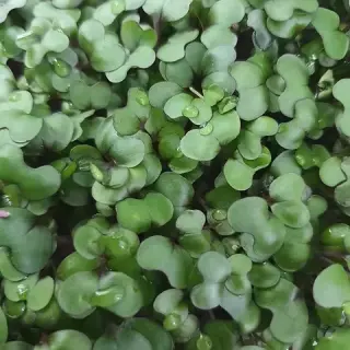 Cabbage