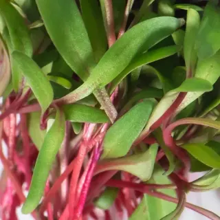 Red Chard