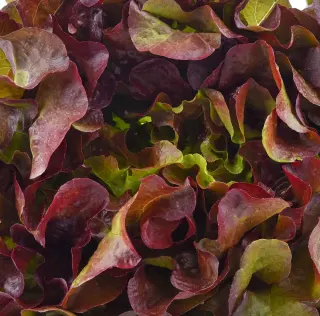 Red Lettuce