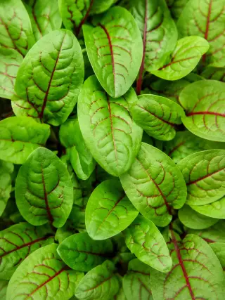 Sorrel De Belleville
