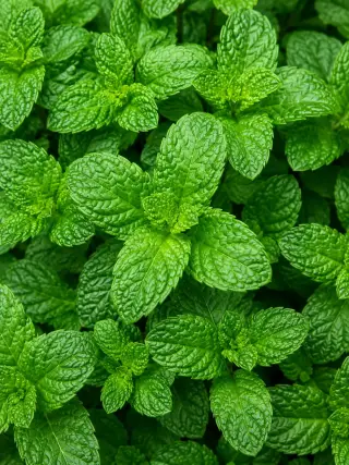 Spinach
