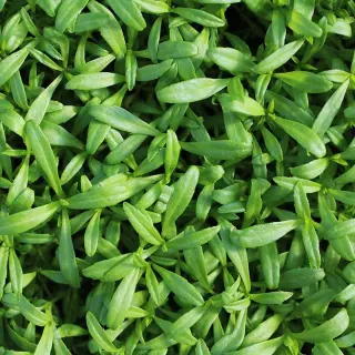 Tarragon
