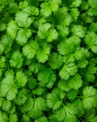 Tatsoi