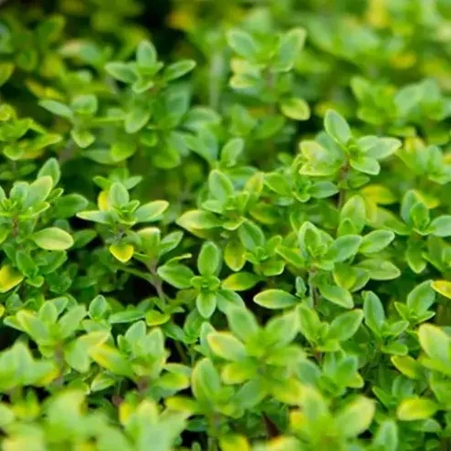 Thyme