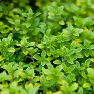 Thyme