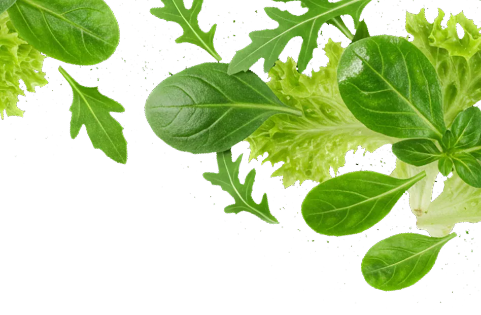 Fields of Verona microgreens