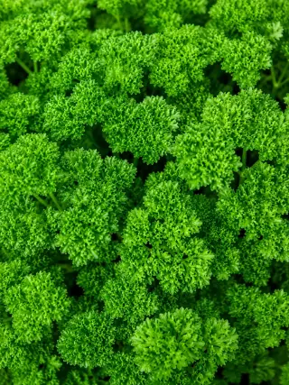 Watercress